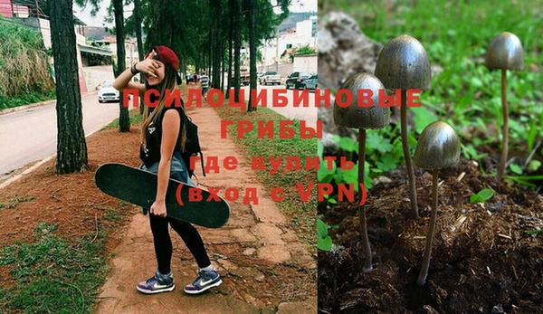 сатива Абинск